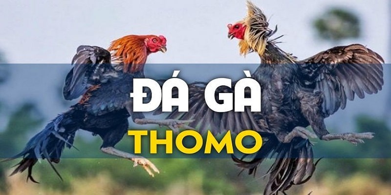 gioi thieu da ga thomo